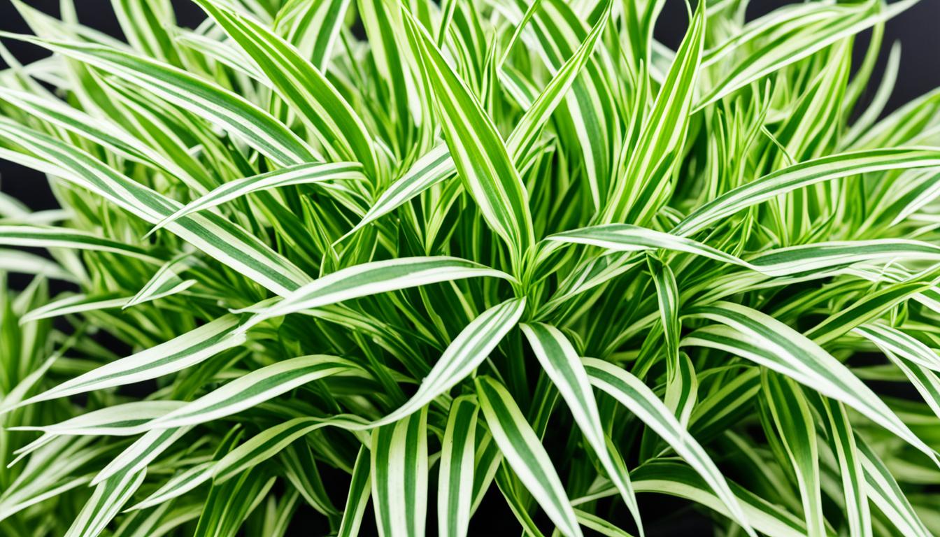 bonnie spider plant