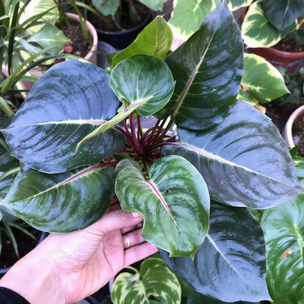 Close-up of a Homalomena Rubescens 'Emerald Gem' with glossy, dark green leaves and striking red stems.