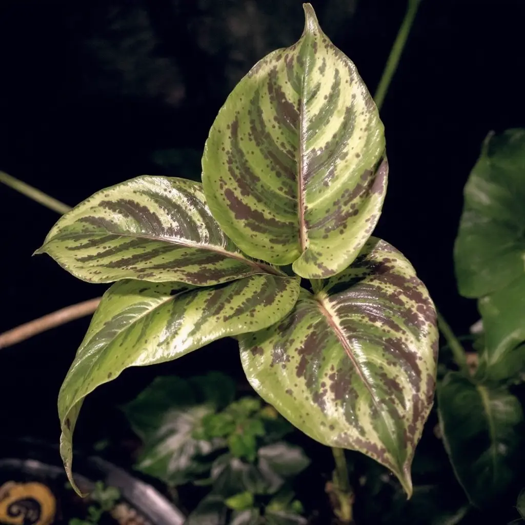 Homalomena Wallisii 'Camouflage' with unique mottled leaves in shades of green and brown, showcasing its camouflage-like pattern.