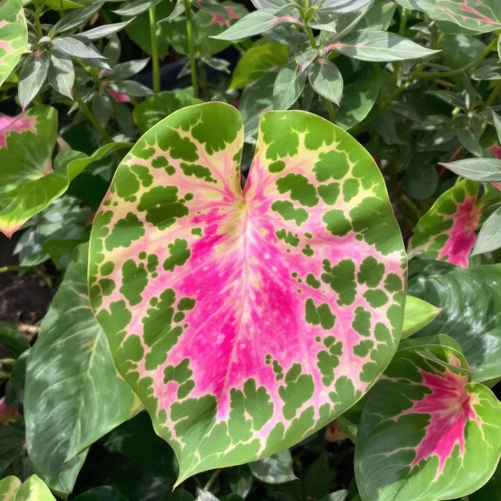 Vibrant Caladium 'Miss Muffet' with heart-shaped leaves featuring a striking pink center and lime green edges with dark green speckles.