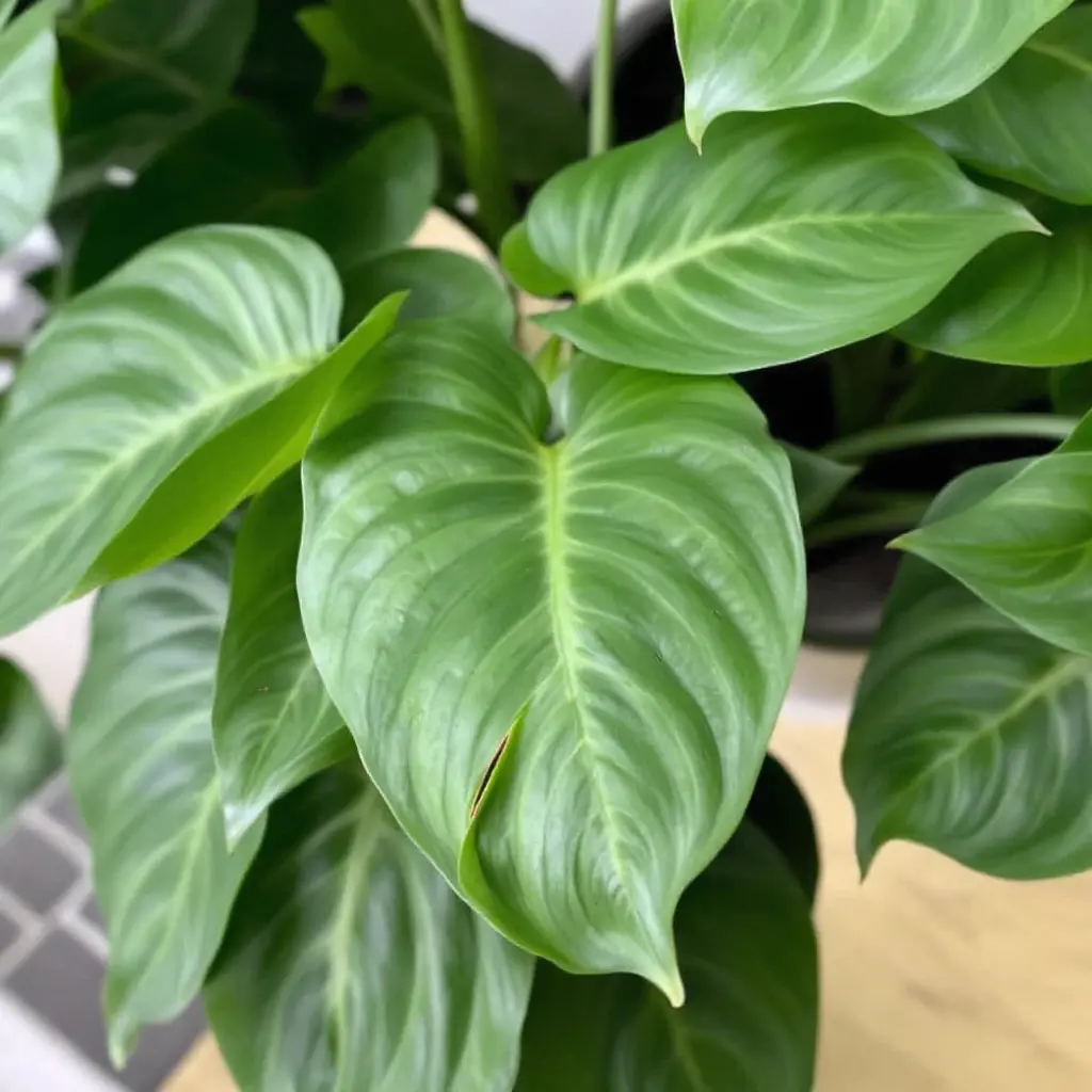 Close-up of a healthy Philodendron Birkin with glossy, dark green, heart-shaped leaves and prominent light green veins.