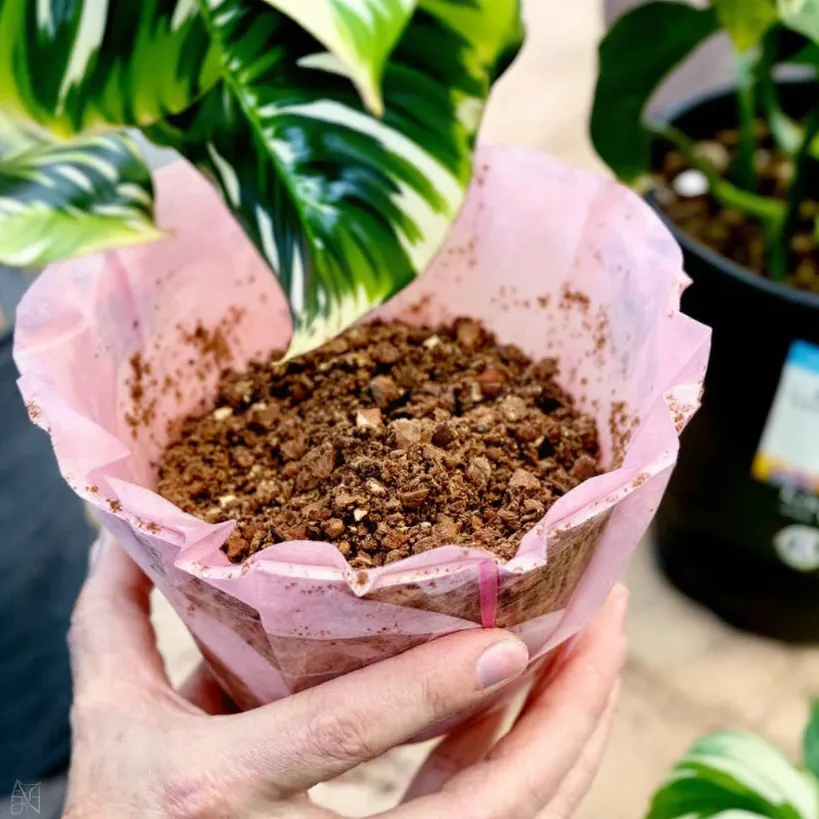 How to Repot a Philodendron 5: Holding potting soil in a paper-lined container for plant repotting.