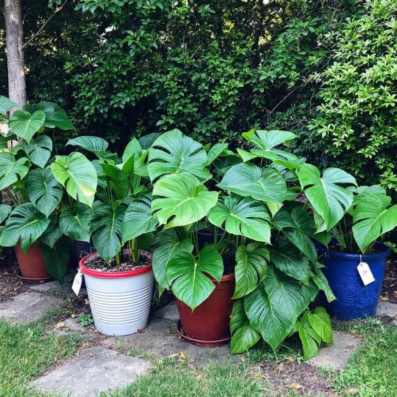 Philodendron plants in pots, learn how to cut a philodendron plant.