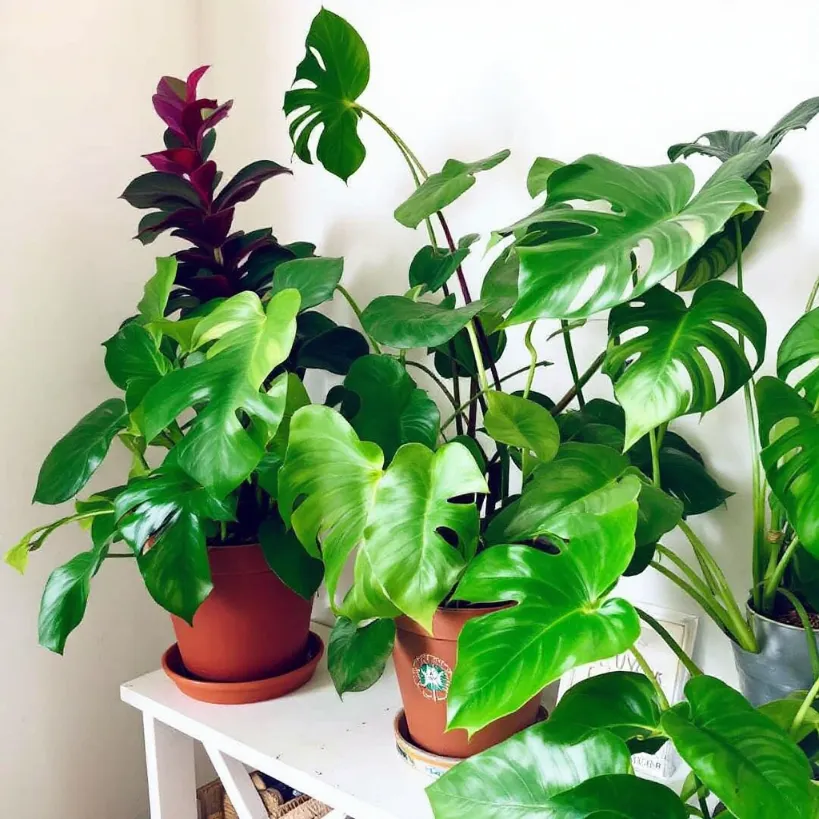Philodendron plants in pots. Learn how to cut a Philodendron plant 9, for propagation and care tips.