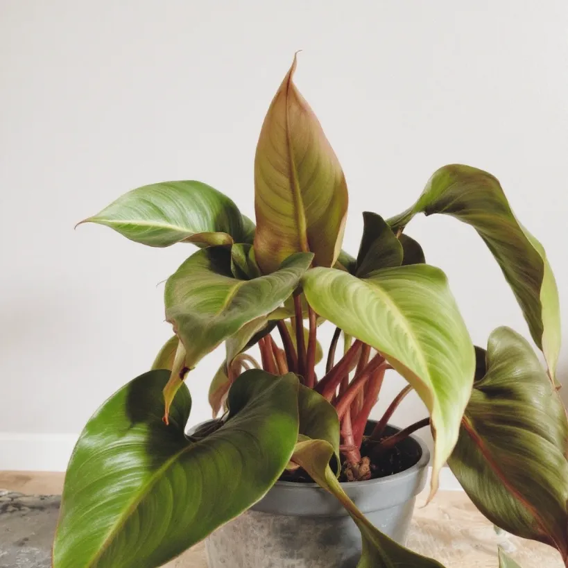 Philodendron plant showing some leaves turning brown, a common houseplant issue.