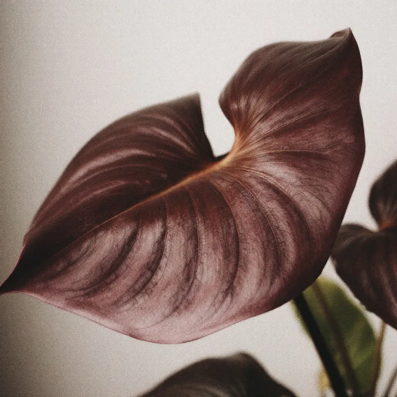 Close-up of a Philodendron leaf turning brown, indicating plant care issues.