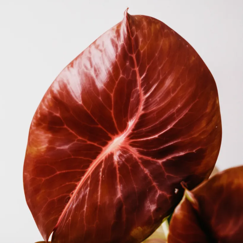 Reddish-brown Philodendron leaf showing signs of leaves turning brown, possibly unhealthy.