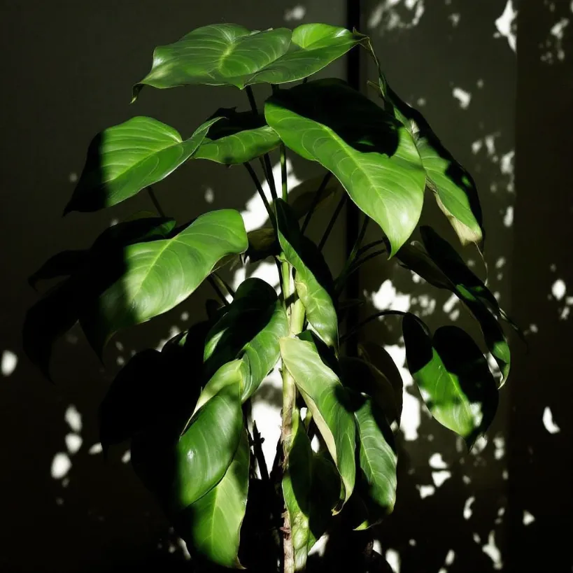 Lush Philodendron showing light and shadow, referencing Philodendron Light Requirements 9.