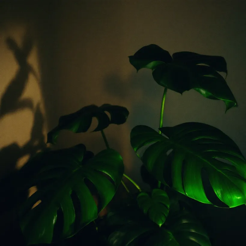 Philodendron Light Requirements