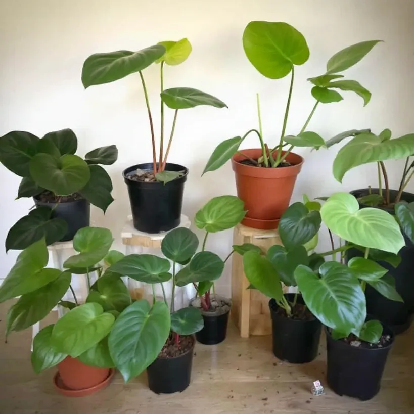 Philodendron plant propagation 10: Assorted potted Philodendron plants growing indoors.