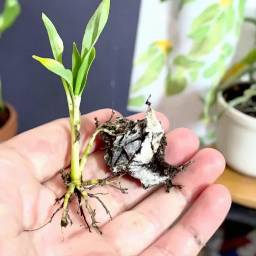 Hand holding Philodendron plant propagation 4, showing root rot damage.