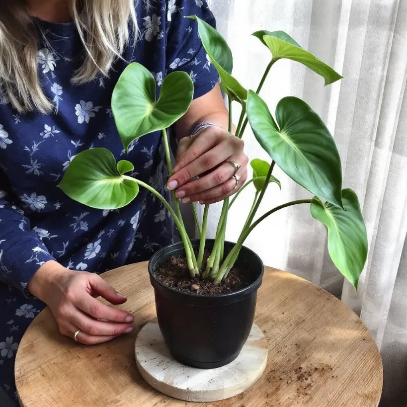 Philodendron plant propagation 6: Woman handling a potted houseplant for cuttings.