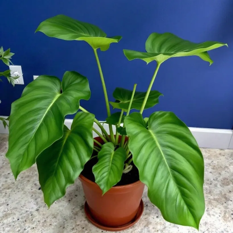 Philodendron-plant-propagation-8.webp