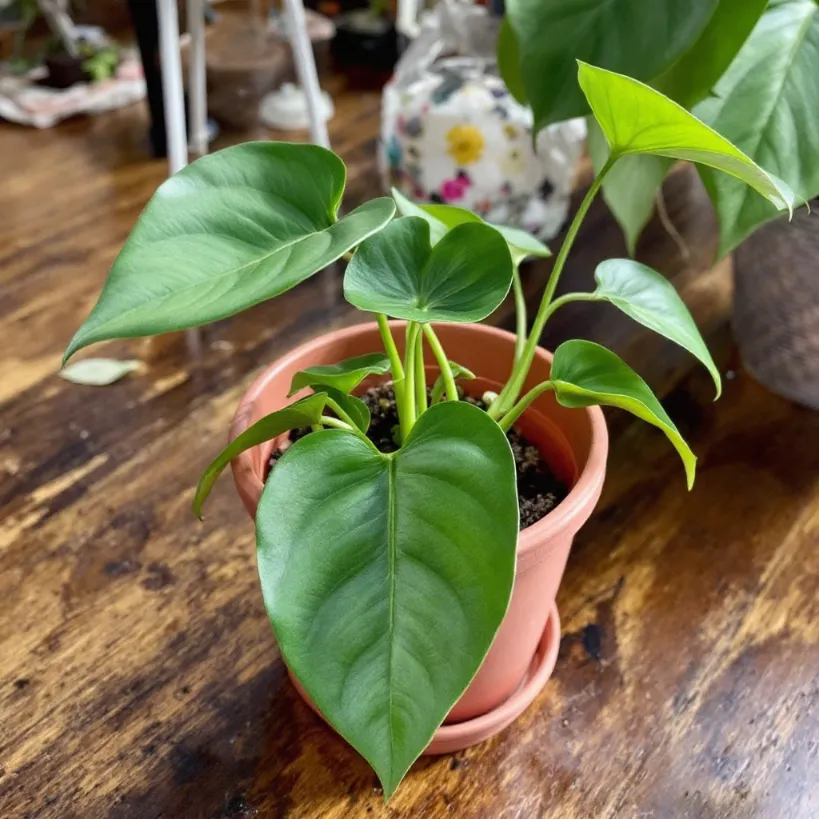 Potted Philodendron plant, showing possible propagation methods success.