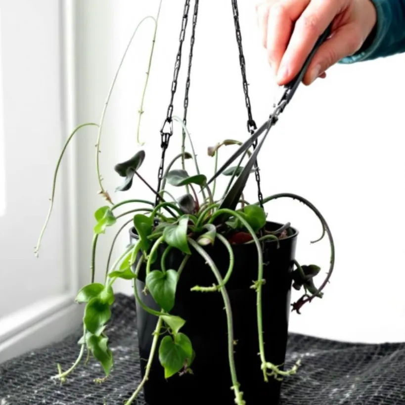 Pruning spider plants 6: Trimming a Chlorophytum comosum in a hanging pot with shears.