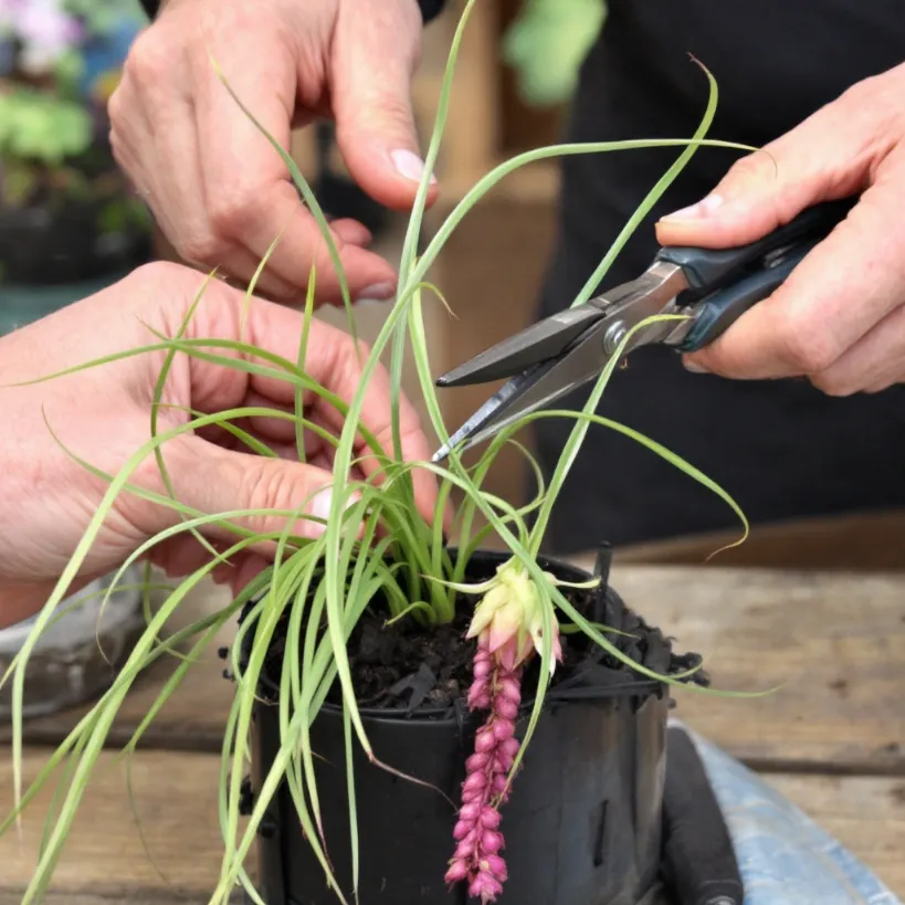 Pruning-spider-plants.webp