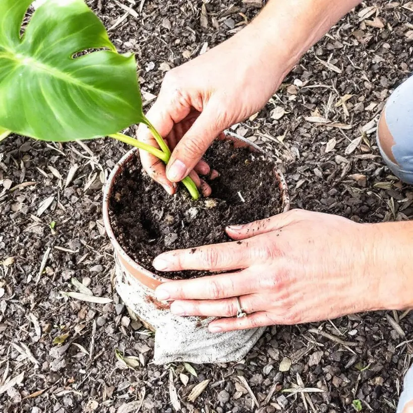 Replanting philodendron 10: Hands planting a Monstera cutting in soil.