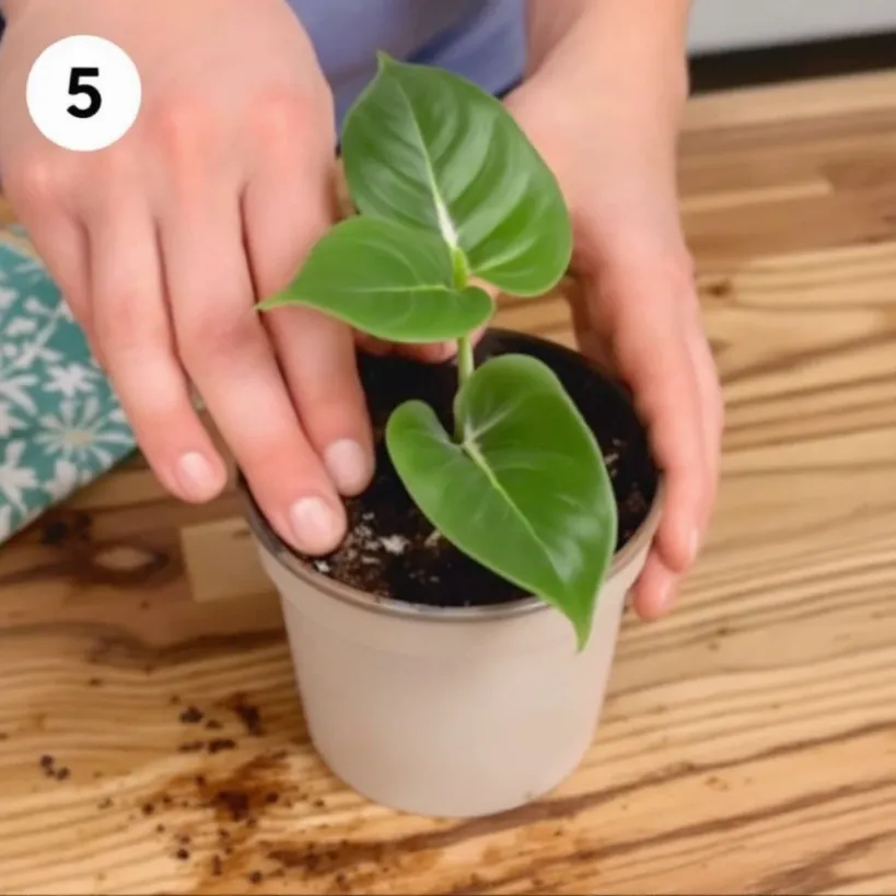 Replanting philodendron 5: Hands potting a small philodendron plant in a beige pot.