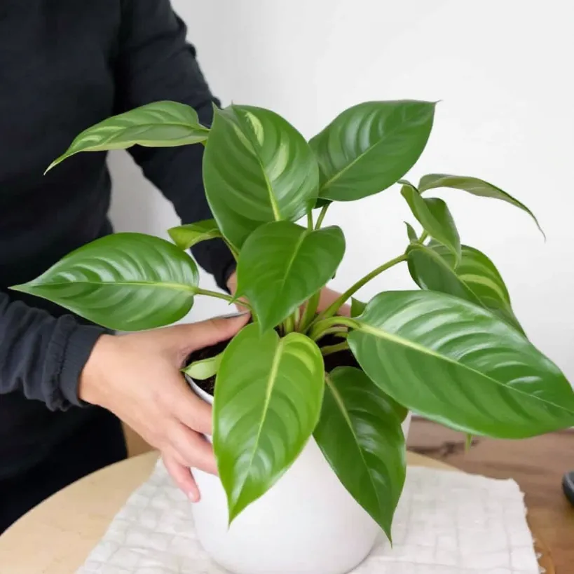 Replanting philodendron 6: Hands gently holding a healthy green houseplant in a white pot.