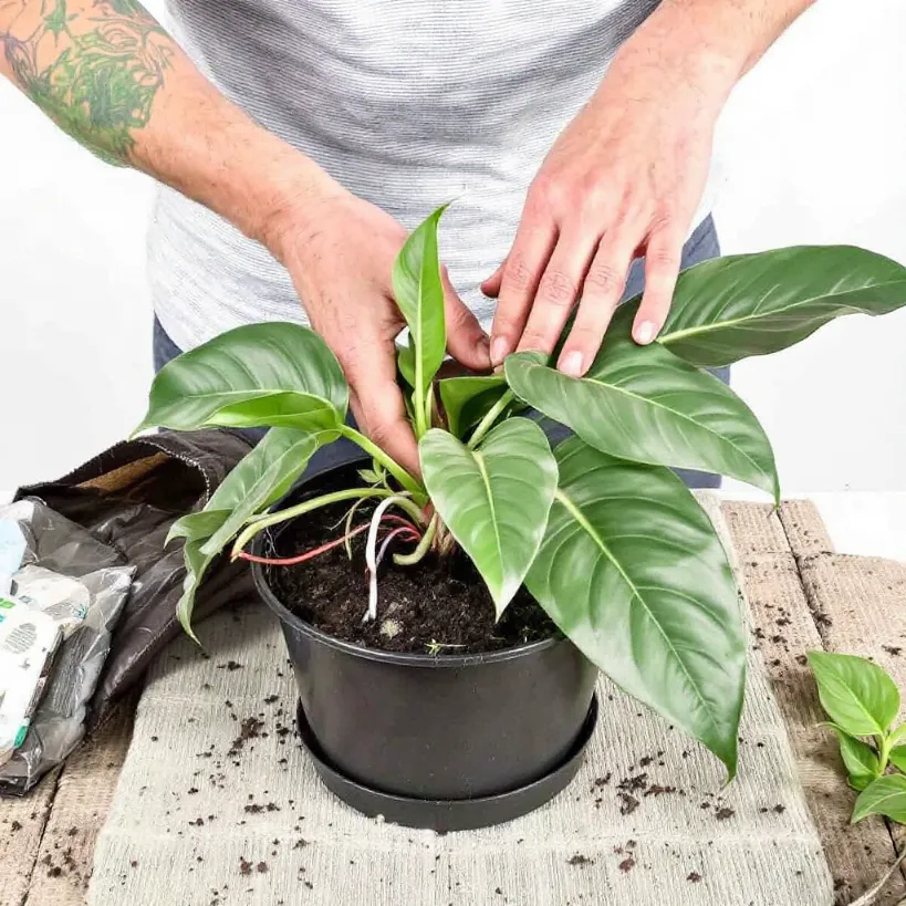 Replanting philodendron 7: Hands repotting a houseplant into a black container.