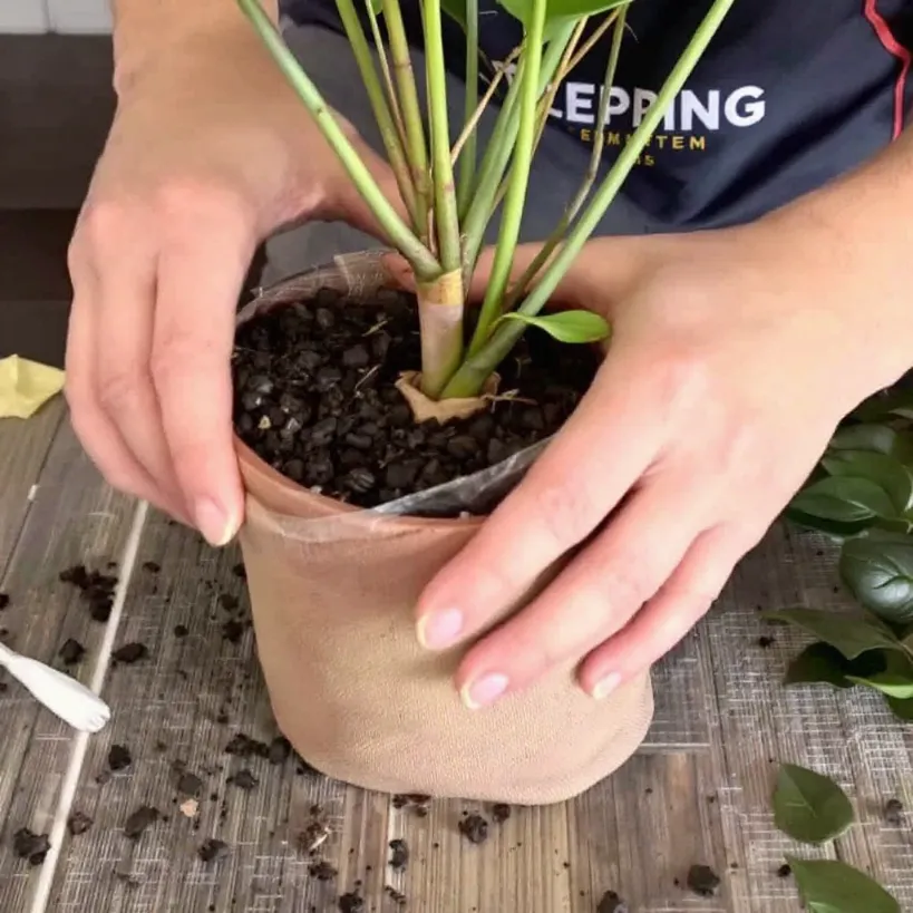 Replanting philodendron 9: Hands potting houseplant in new container with fresh soil mix.