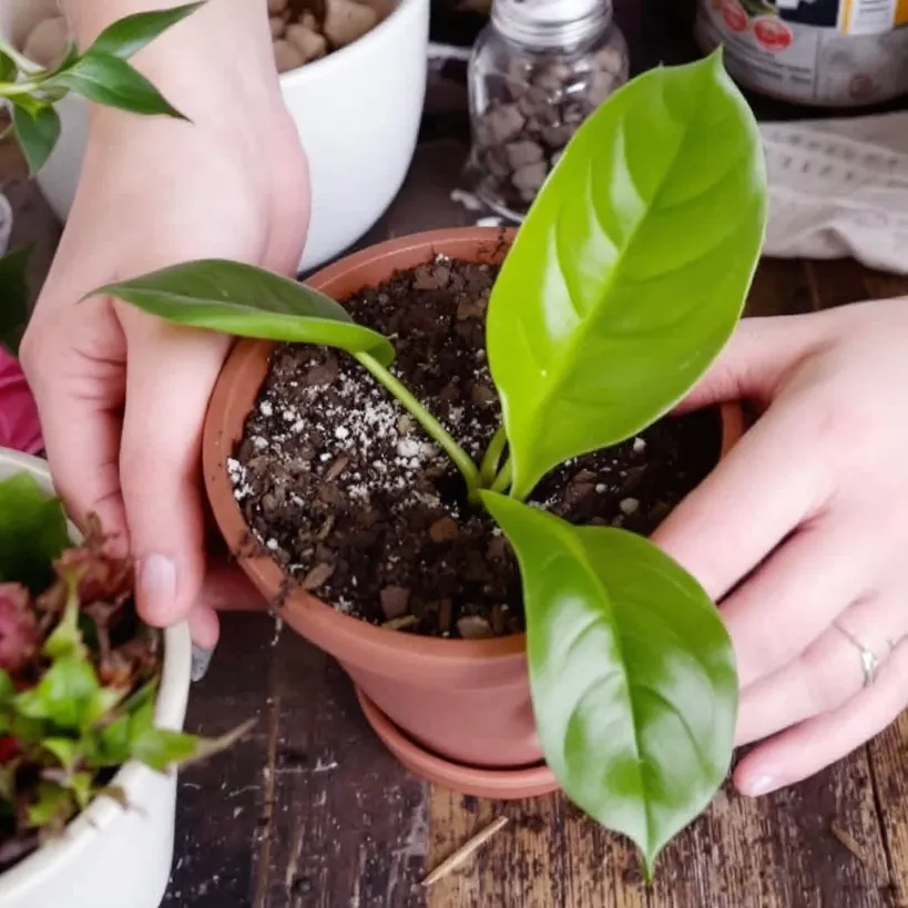 Hands replanting philodendron in a new terracotta pot. Soil and greenery visible.