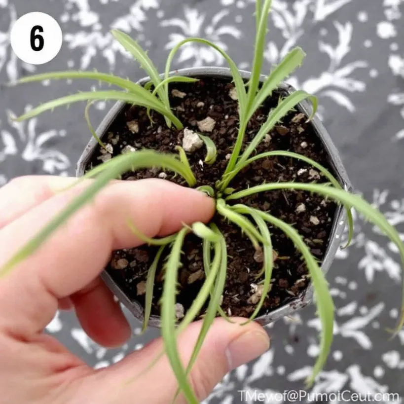 Repotting spider plant 6: Holding the plant's base.