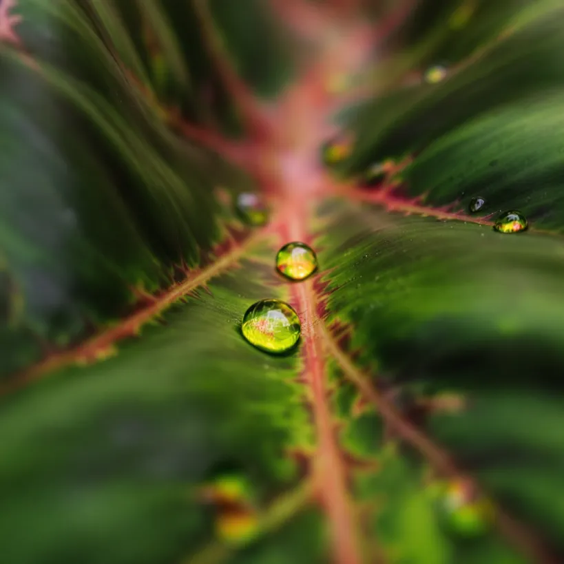 Water droplets on a philodendron leaf, illustrating watering needs of philodendrons 7.