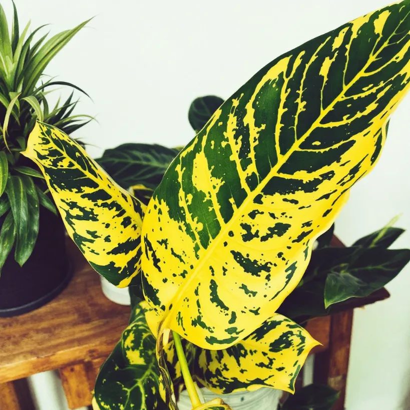 The plant at the forefront captures immediate attention with its expansive, vibrant yellow leaves speckled with irregular patches of dark green.