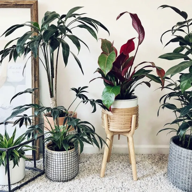 Houseplant styling tips 6: Grouping diverse potted plants in a bright, modern living room.