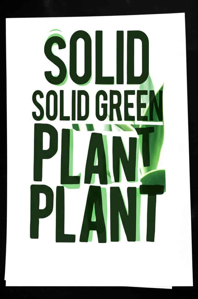 solid green spider plant