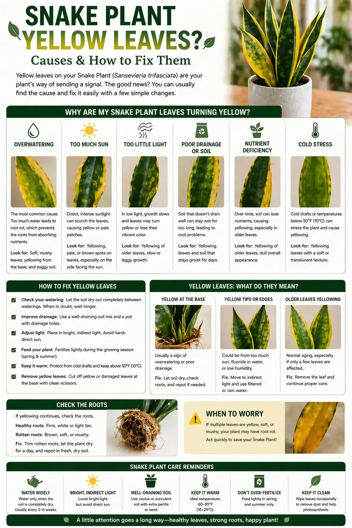 Yellow leaf troubleshooting visual for indoor plants